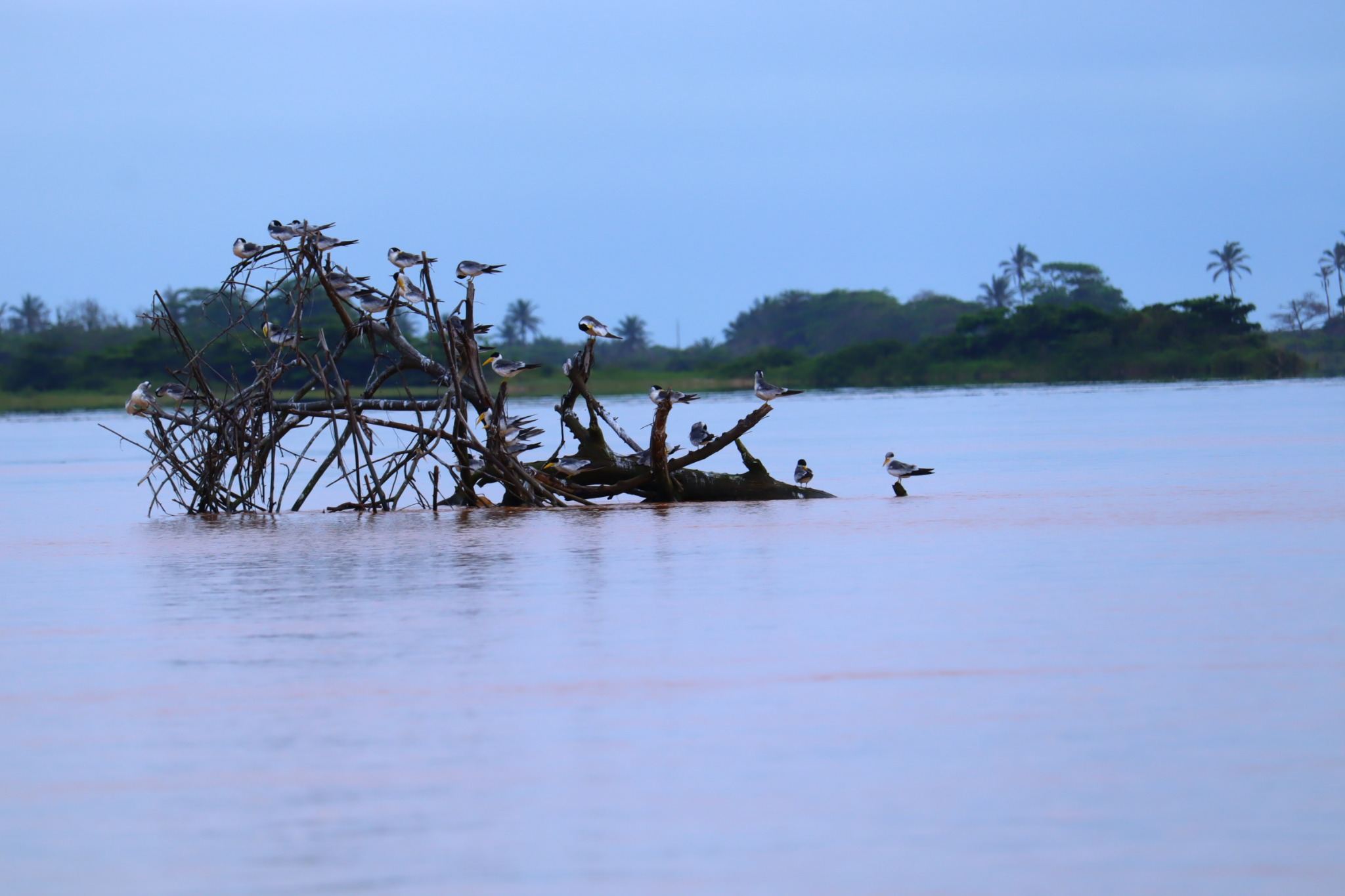 Aves sobre galhos no rio