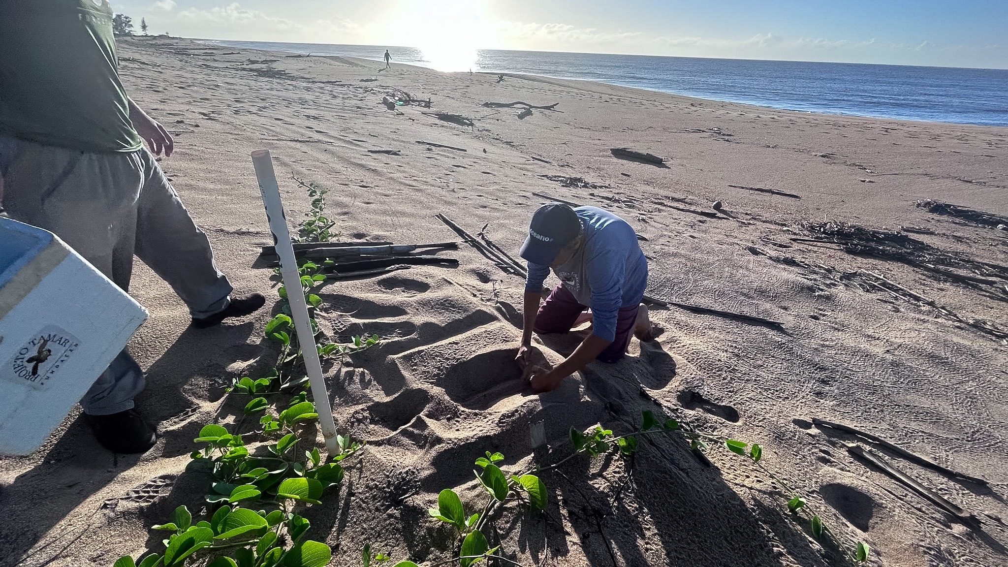 Trabalho de preservação na faixa de areia
